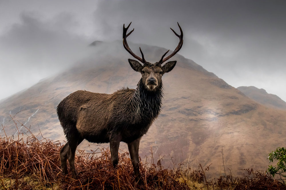 red-deer